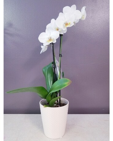 Phalaenopsis Orchid Plant Plant