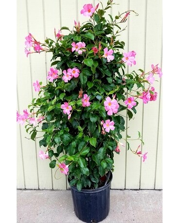 Dipladenia Plant Plant