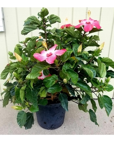 Hibiscus Plant Plant