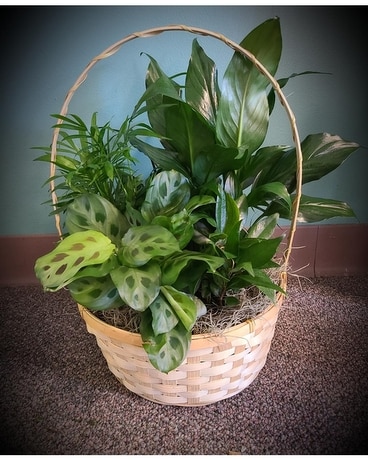 Dish Garden Basket Dish Garden Plant