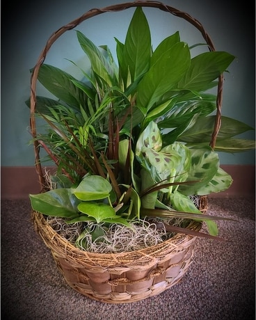 Dish Garden Basket Dish Garden Plant