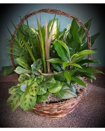 Dish Garden Basket Dish Garden Plant