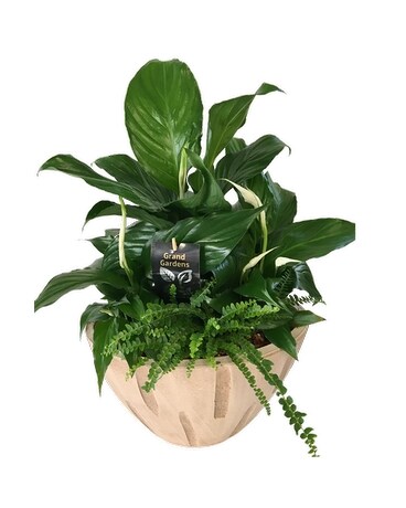 Serene Green Planter Plant