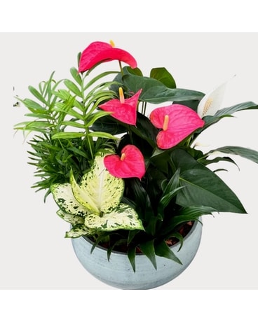 Blue Mist Anthurium Planter Plant