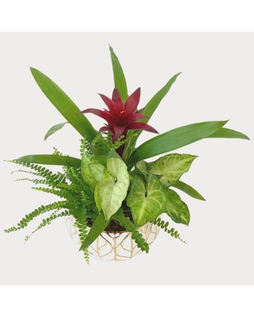 Gold Leaf Bromeliad Tropical Planter Plant