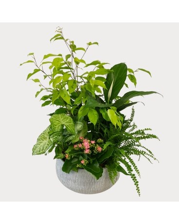 Secret Garden Ceramic Planter Plant