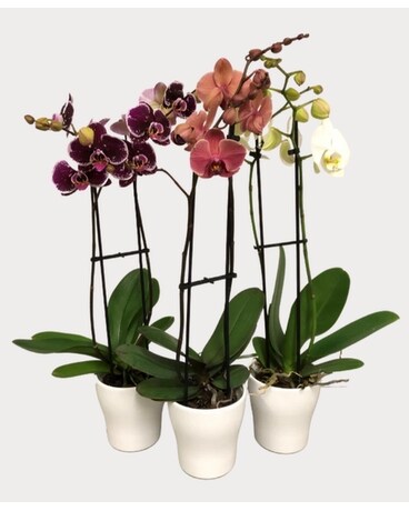 Double Spike Phalaenopsis Orchid Plant Plant