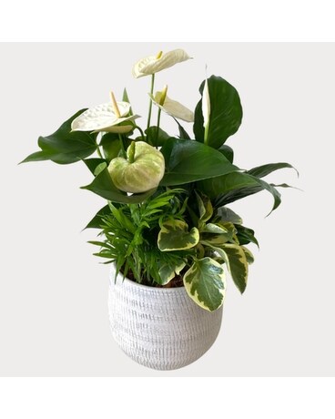 Chelsea Anthurium Planter Plant
