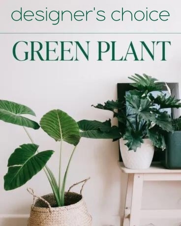 Designer's Choice Green Plant Plant