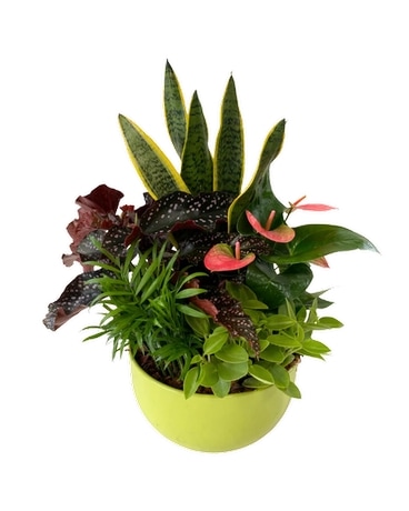 Amelia Lime Tropical Plant