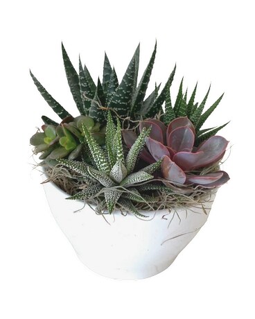 Evelyn Succulent Bowl Plant