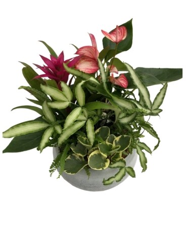 Blue Mist Anthurium Planter Plant
