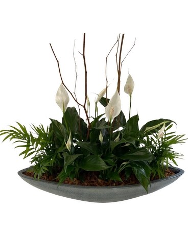 Peace Lily Boat Plant