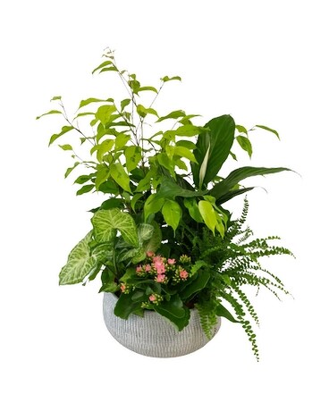 Secret Garden Ceramic Planter Plant