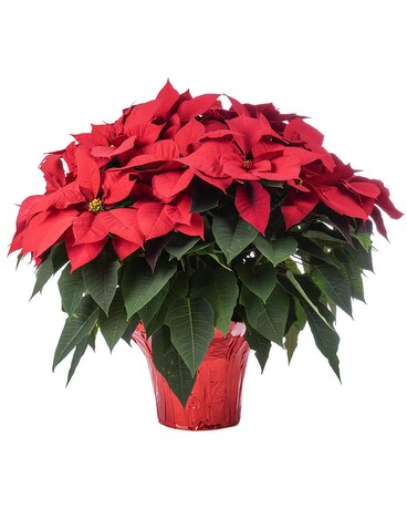 Red Poinsettia Plant
