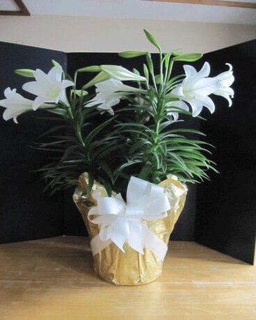 Easter Lily Triple Flower Arrangement