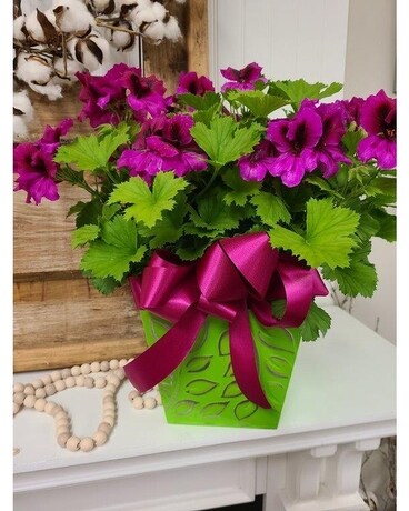 Regal Geranium Flower Arrangement