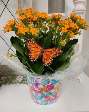 Orange kalanchoe B Flower Arrangement