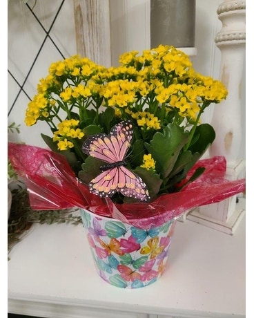 Yellow Kalanchoe B Flower Arrangement