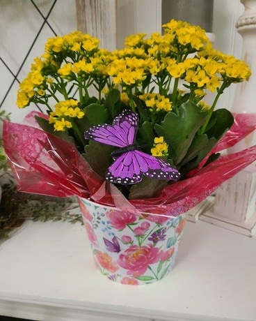 Yellow Kalanchoe A Flower Arrangement
