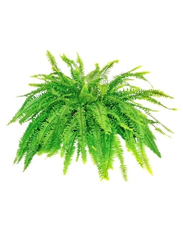 Boston Fern Flower Arrangement