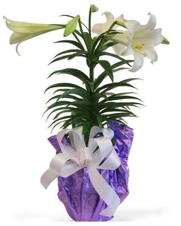 Easter Lily Single Flower Arrangement