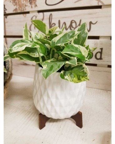 Modern White Ceramic Planter Flower Arrangement