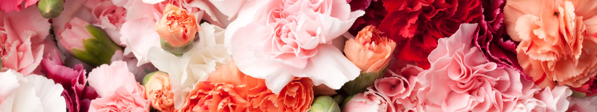 A bed of brightly colored carnations fill the slide with vibrant flowers