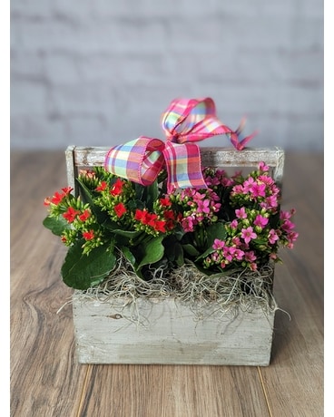 Kalanchoe Garden Flower Arrangement