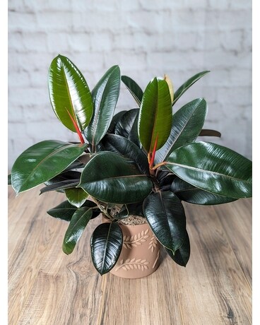 Burgundy Ficus Flower Arrangement