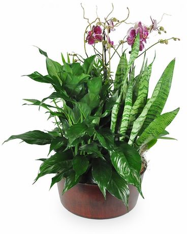 Orchid Garden Dish Garden Plant