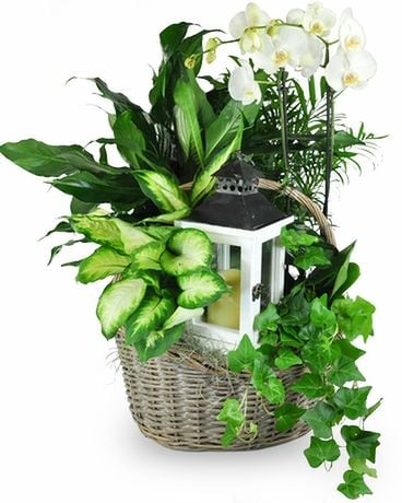 Garden by Candlelight Dish Garden Plant