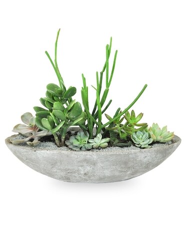 Arid Garden Dish Garden Plant