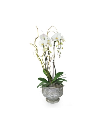 Orchid Pedestal Flower Arrangement