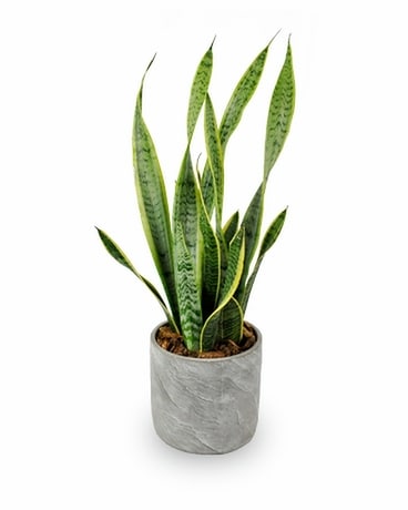 Sansevieria In Stone Flower Arrangement