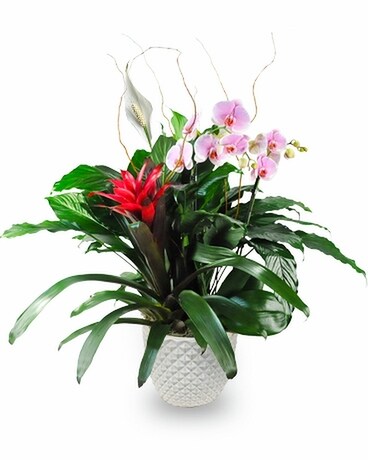 Paradise Planter Flower Arrangement