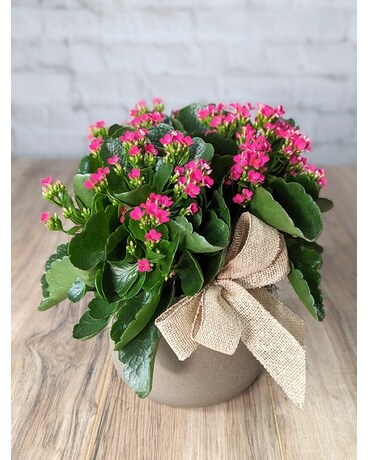 Kalanchoe plant Flower Arrangement