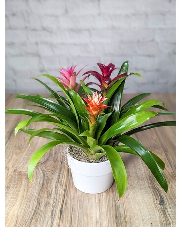 Bromeliad Garden Flower Arrangement