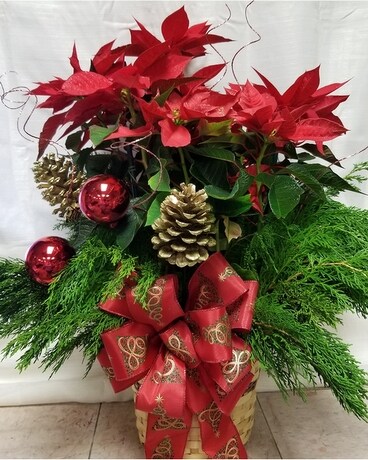 Poinsettia Plant