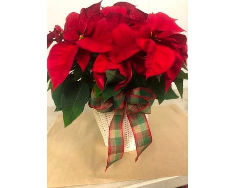 Red Poinsettia Plant