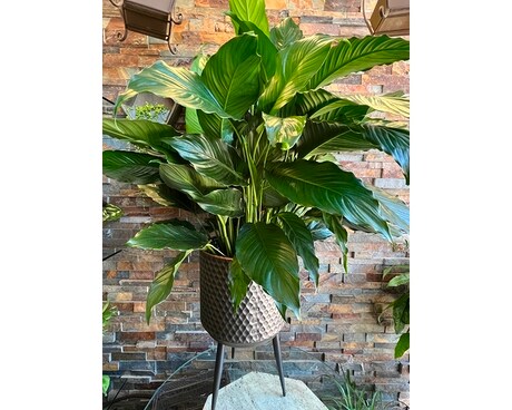 Peace lily  with base Plant