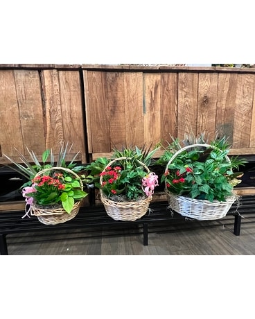 Garden wicker planter Plant