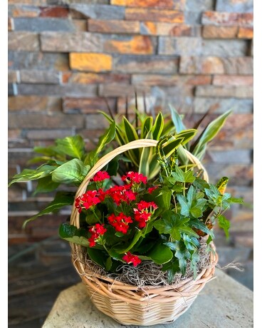 Dish garden  in wicker Plant