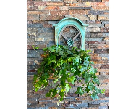 Hanging ivy wall piece Plant