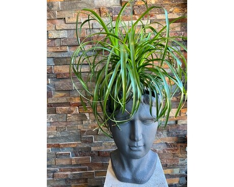 Face planter Plant