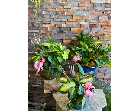 Ceramic dish Plant