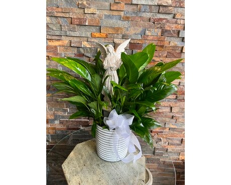 Mandolin Angel  Peace lily Plant