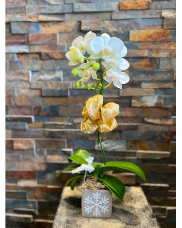 Holiday Orchid Plant