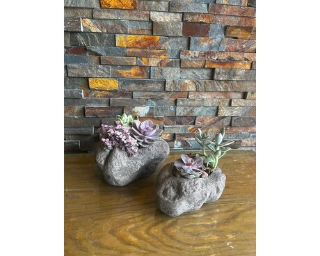 Rock Succulent Dish Garden Plant