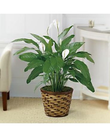 Medium Plant Flower Arrangement
